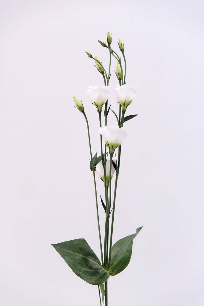 white flowers