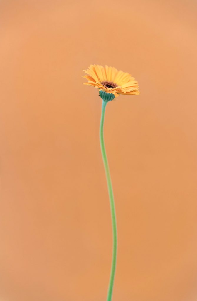 Orange Flower