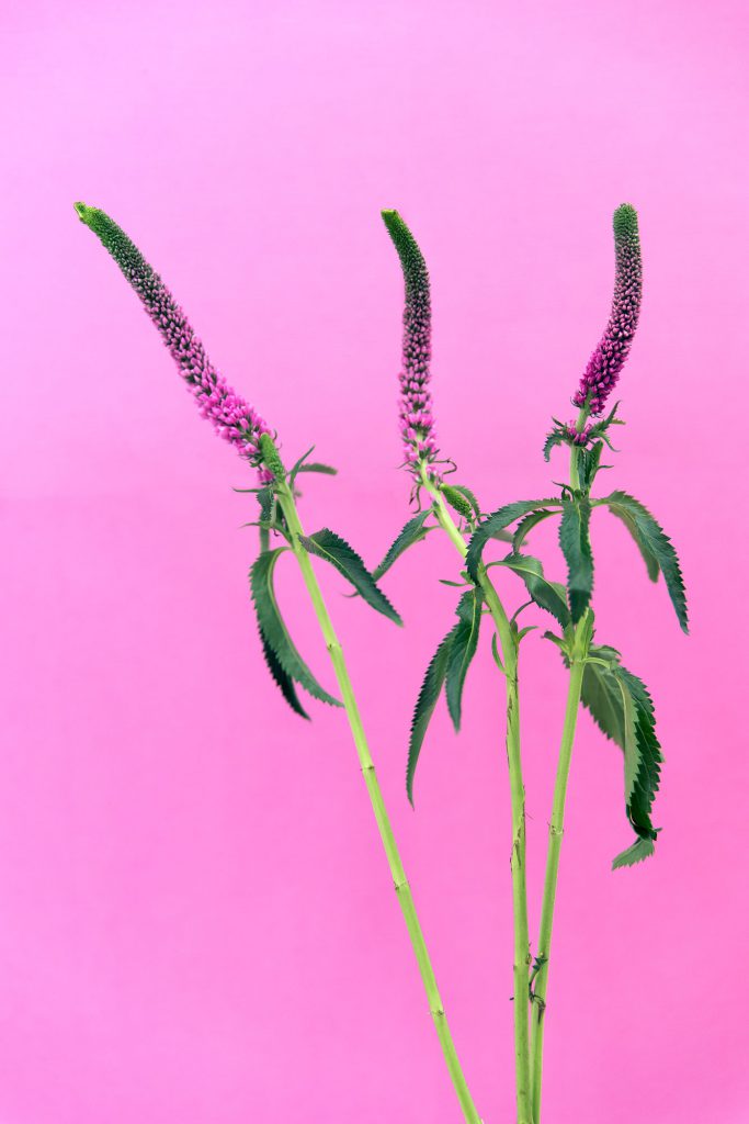 Dark pink Flowers