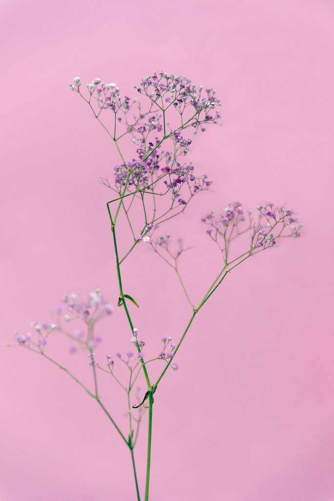 Roze bloem Flowers