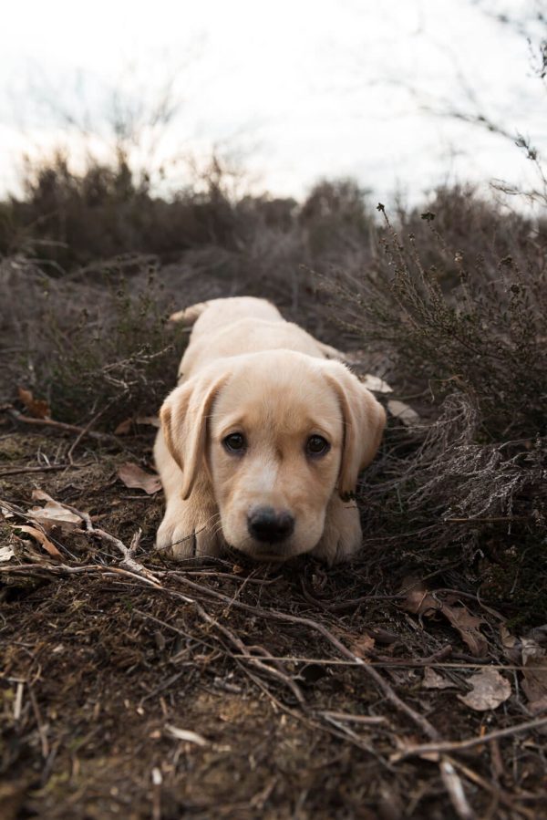 labrador puppy Beer