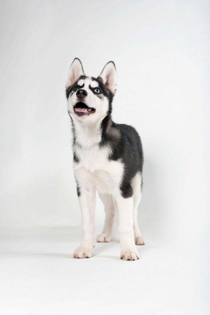 Husky puppy Igor