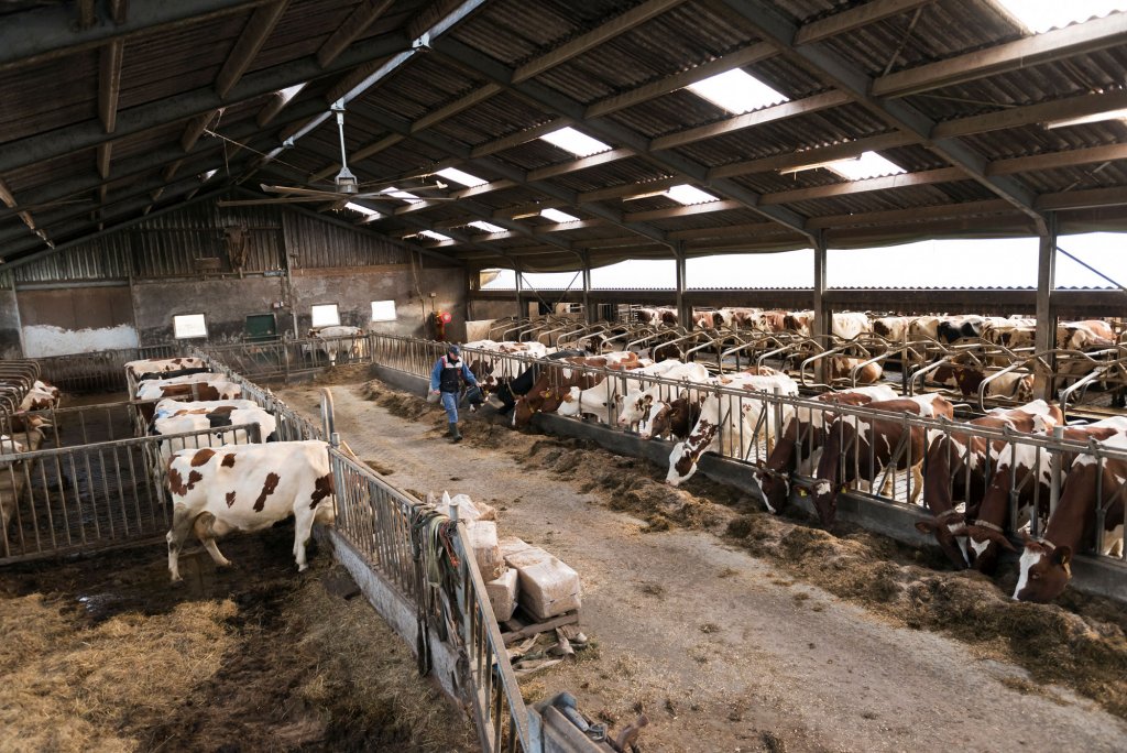 Koeienstal Boeren op 1 wereld