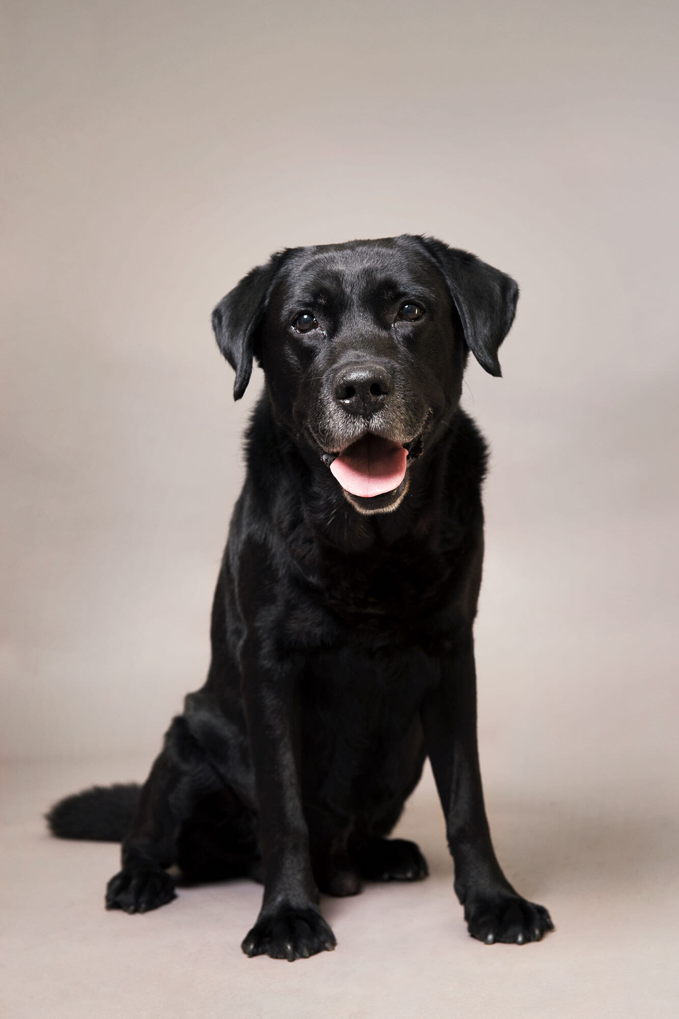 hondenfotografie labrador Boris