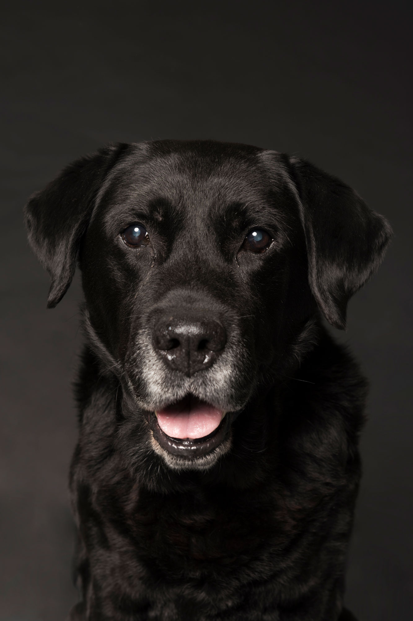 Hondenfotografie portret labrador Boris