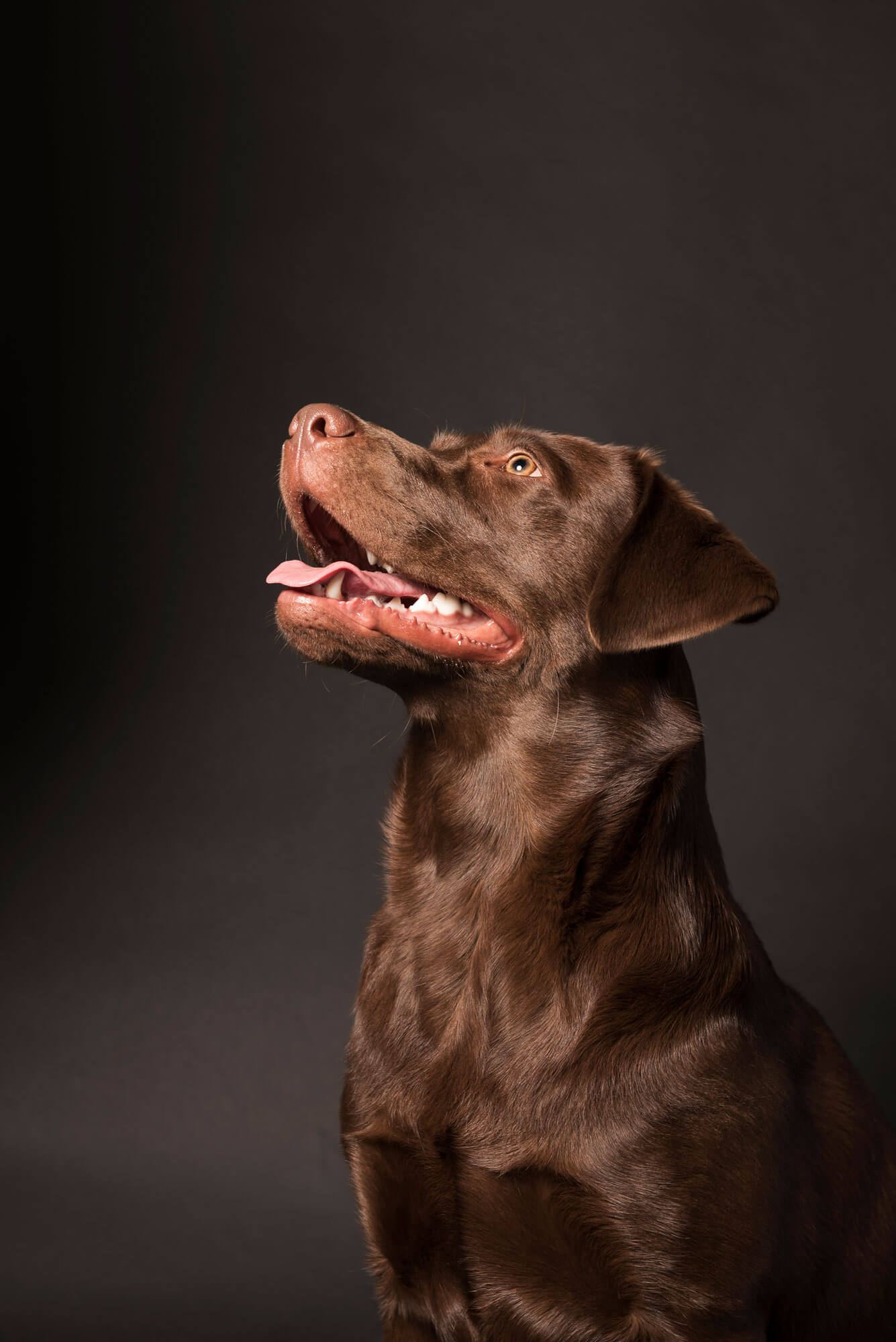 Honden fotografie zwarte achtergrond bruine labrador
