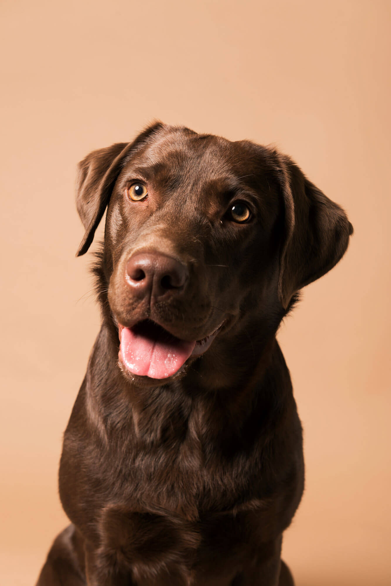 Honden foto bruine labrador