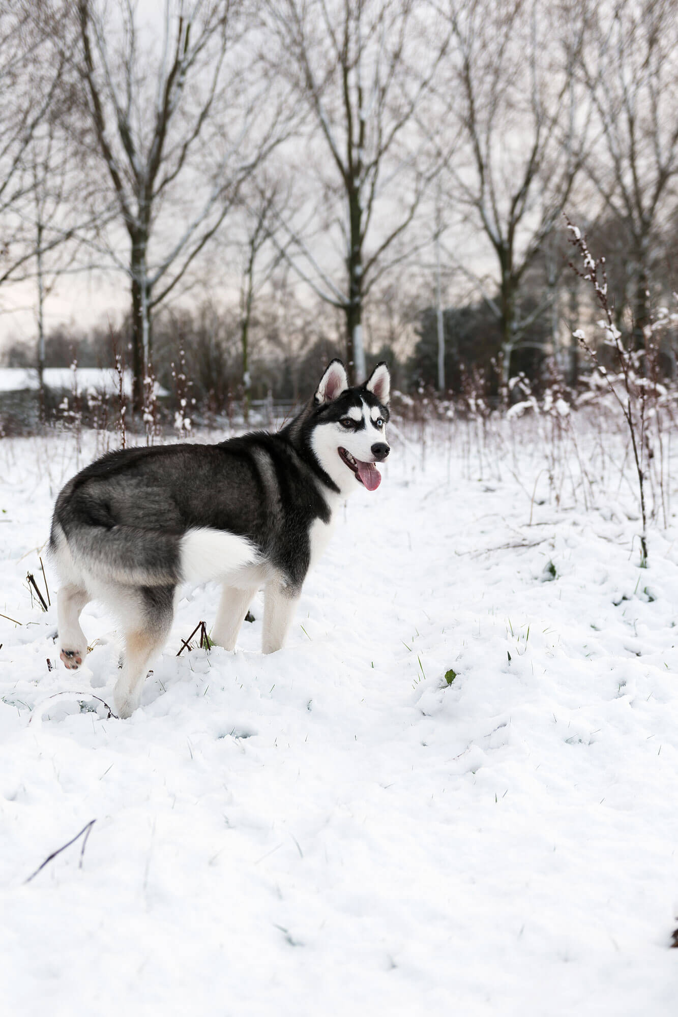 Igor de husky in de sneeuw