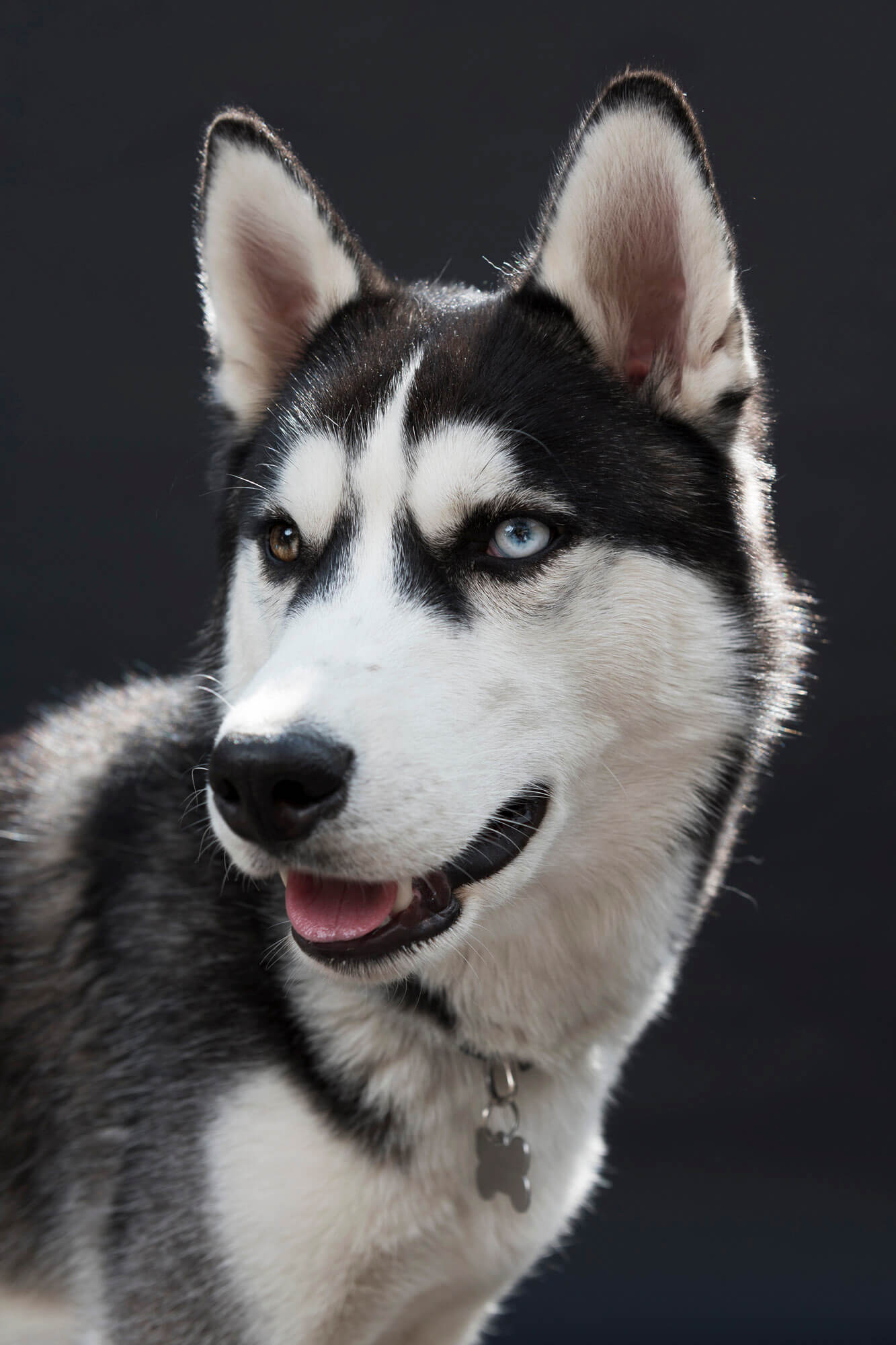 husky Igor