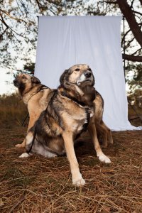 A Dogs Tale Donny en Kira