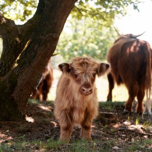 Schotse Hooglander Kalf