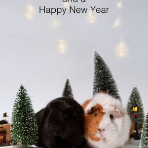 Cavia kerstkaart