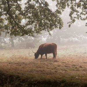 Out Of the woods. Scottish Highlander in the fog