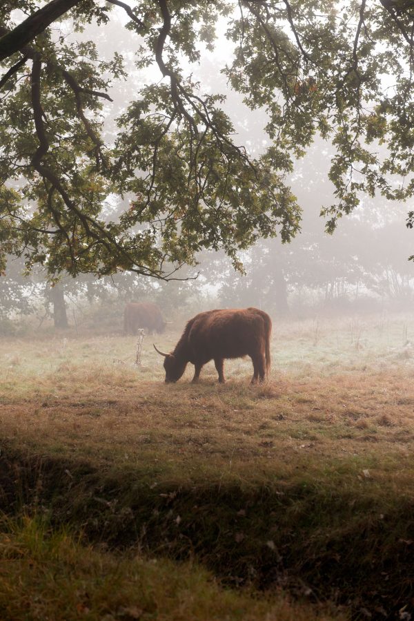 Out Of the woods. Scottish Highlander in the fog