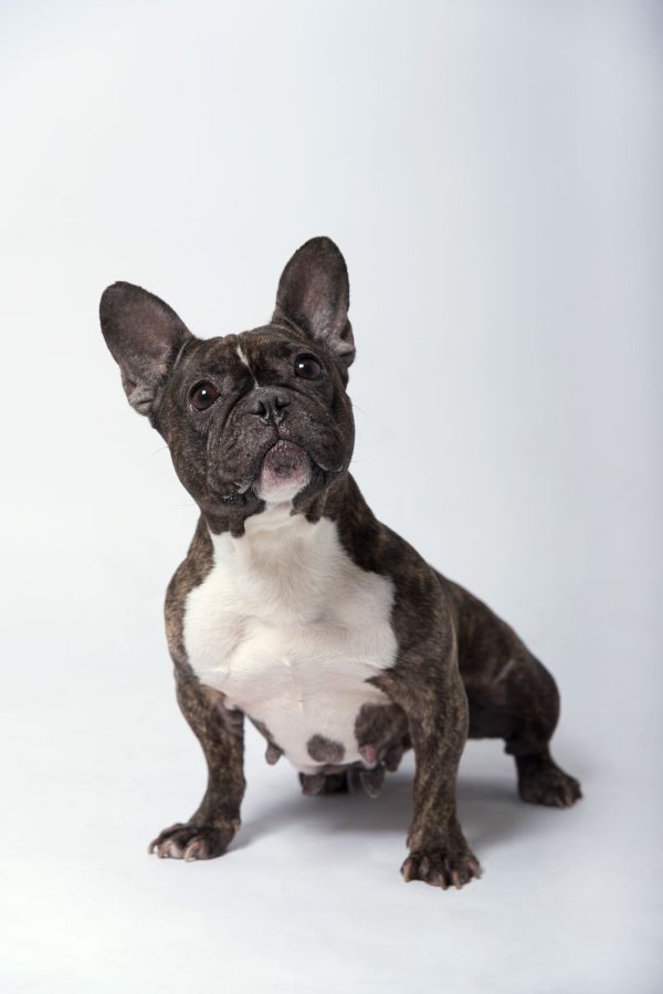 bulldog Bailey in fotostudio