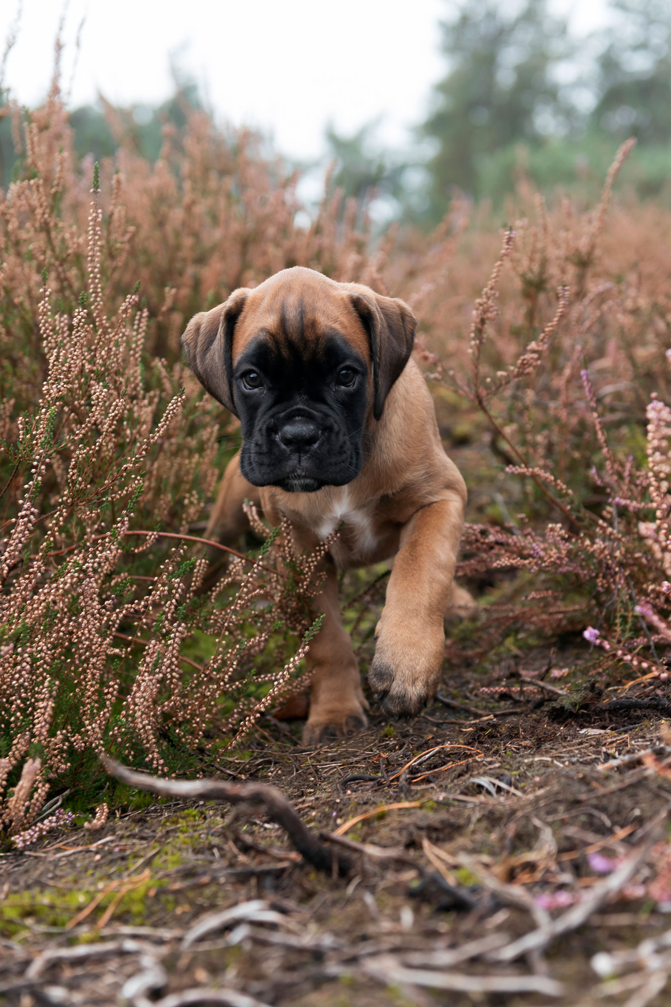 Boxer hond puppy