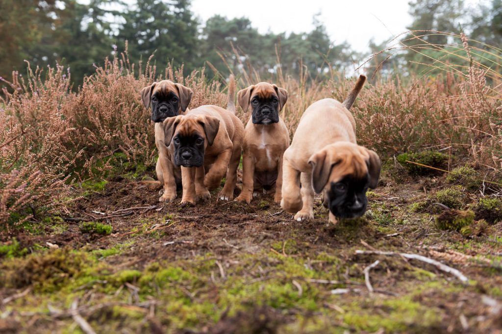 Boxer pups