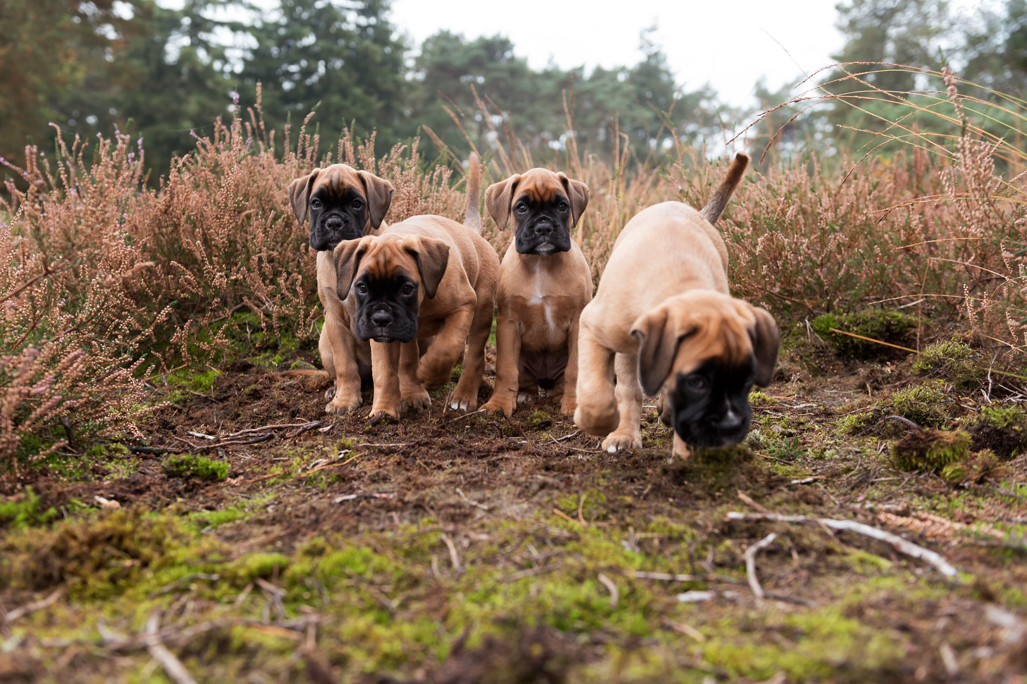 Boxer pups