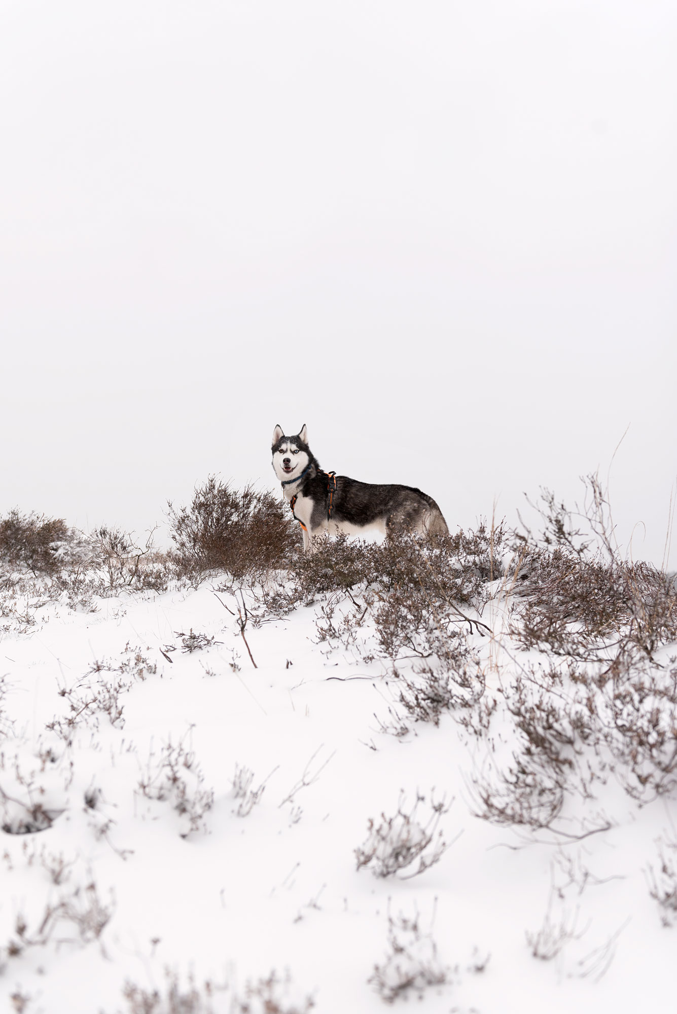 Husky in de sneeuw