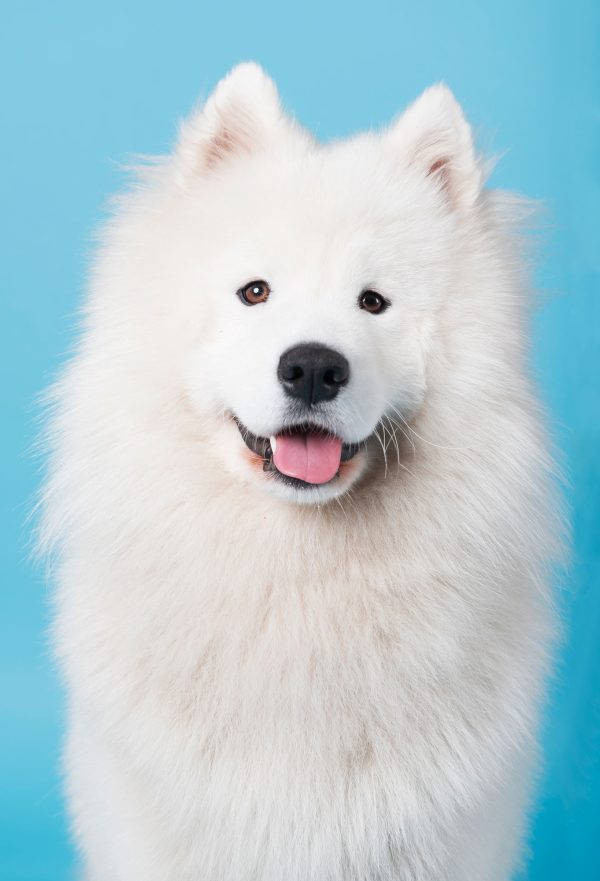 Samojeed hond Okkie