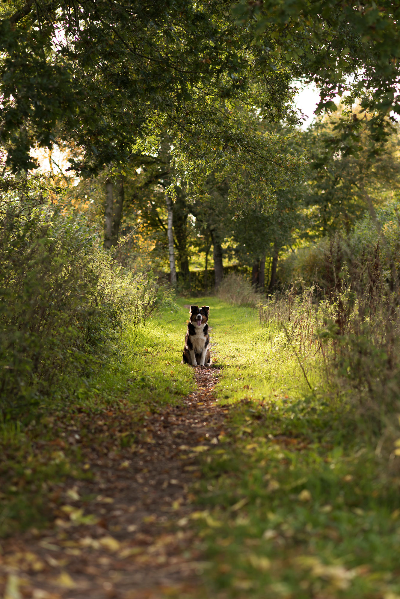 Australische herder Yara in bos