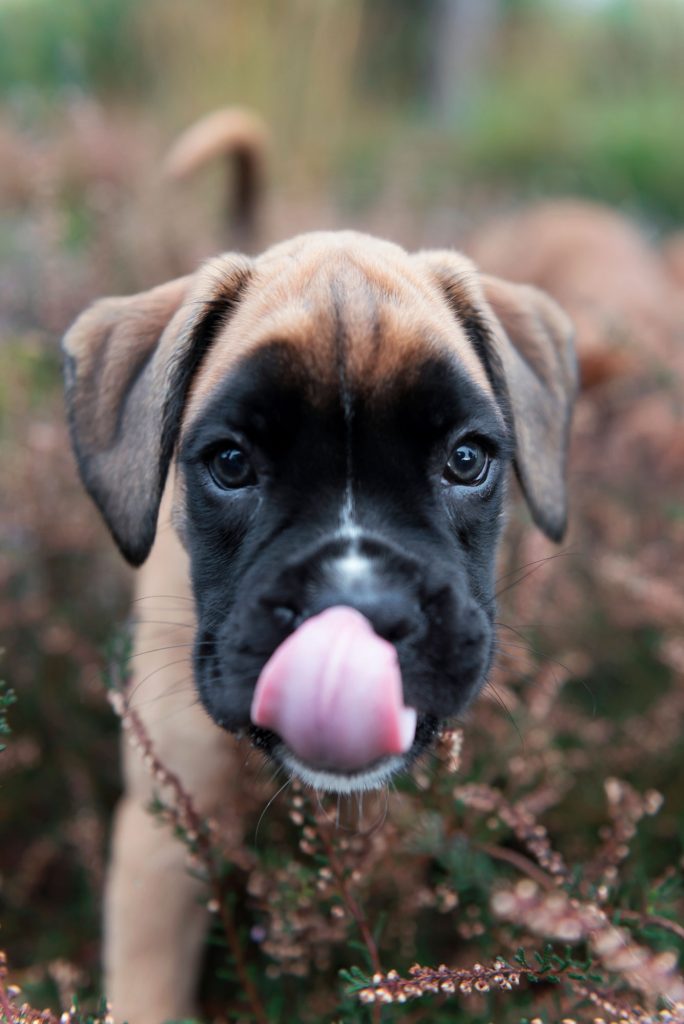 Boxer puppy tong