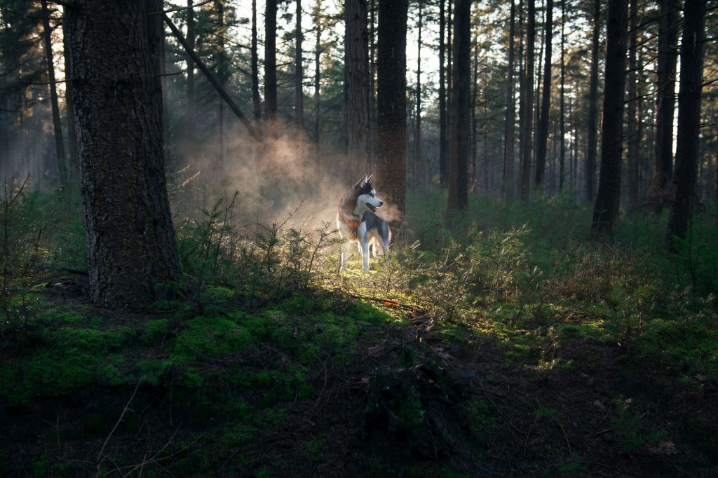 Hond Igor in Oirschot in mistige bos