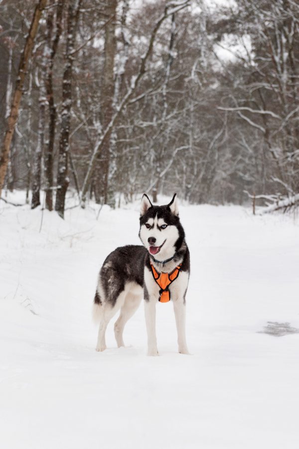 Husky in sneeuw Bos Oirschot