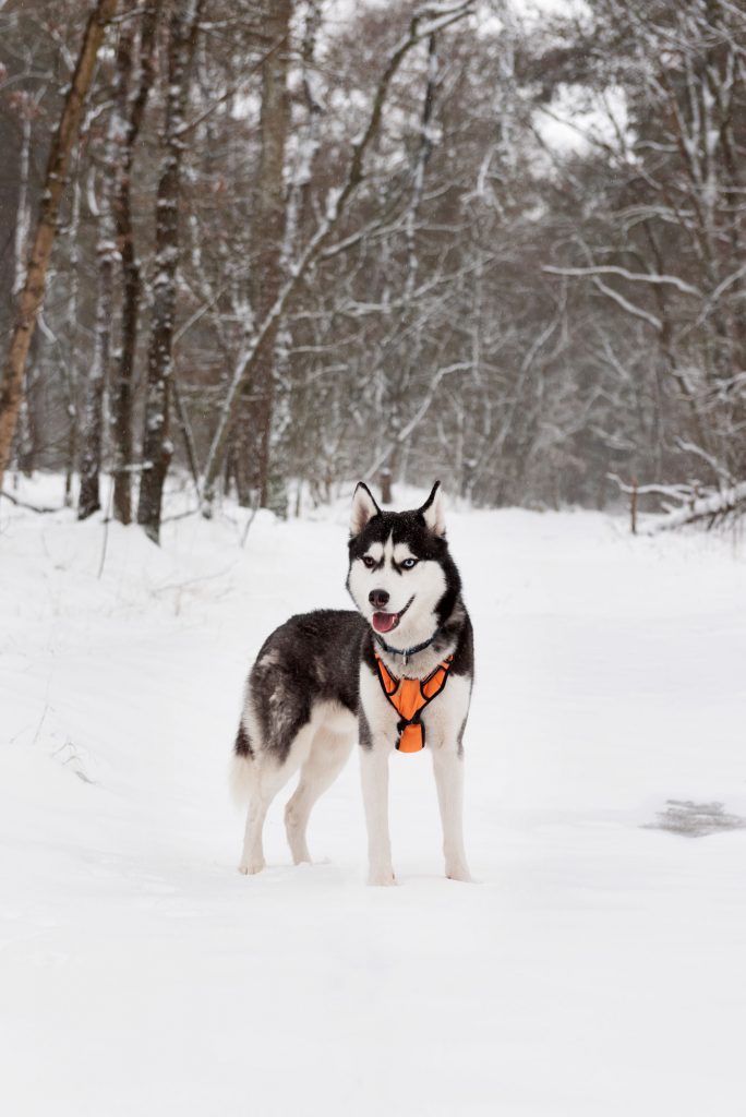 Husky in sneeuw Bos Oirschot