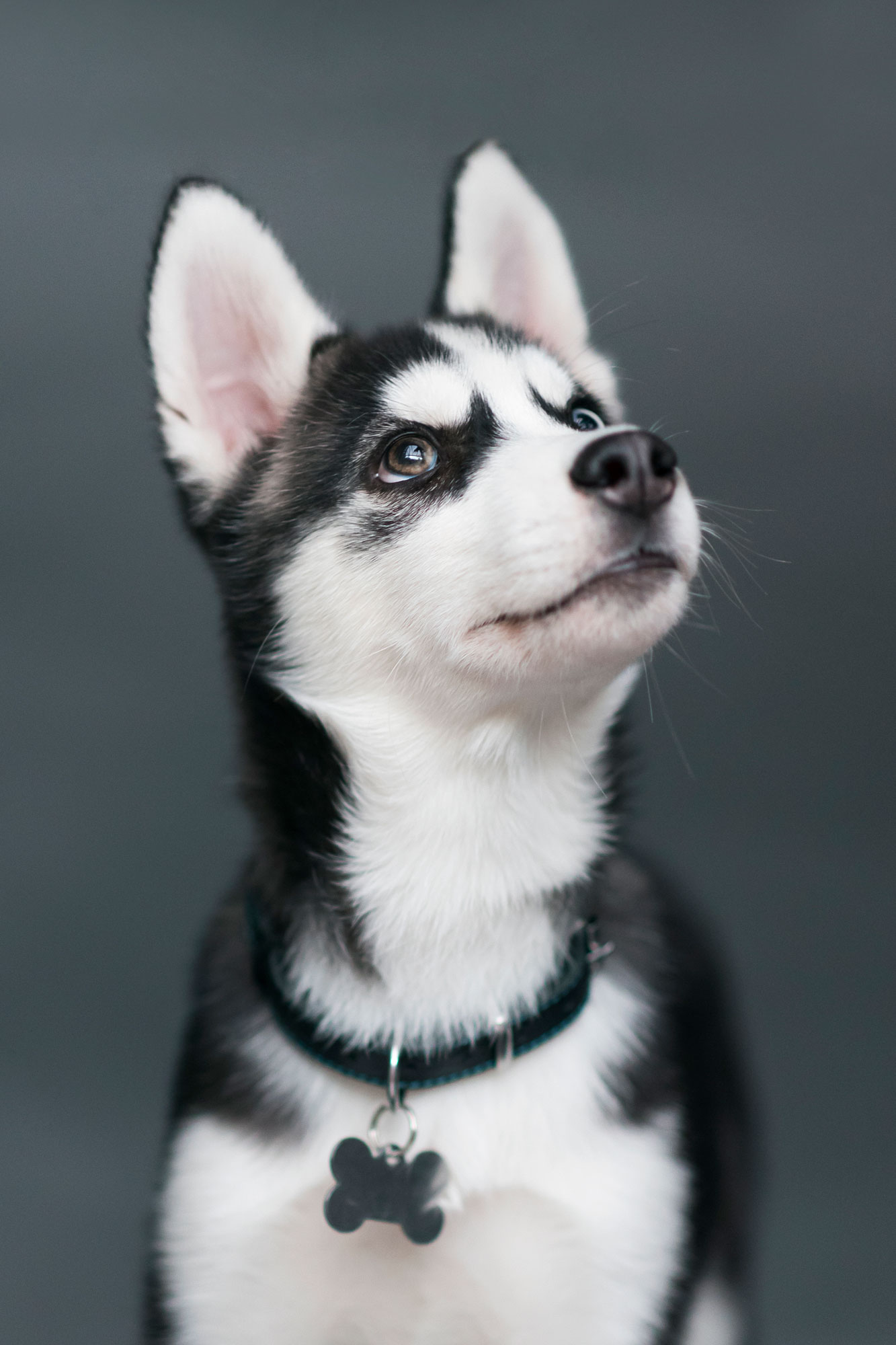 husky hond puppy Igor