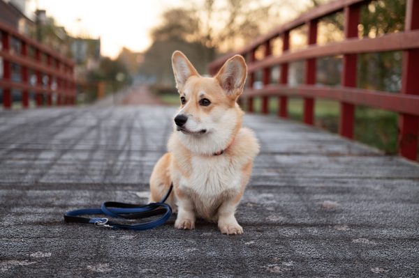 Corgi Cheddar