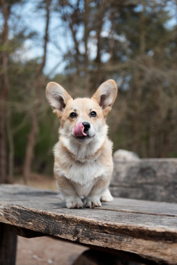 Cheddar, de corgi hond met zijn tong uit zijn mond