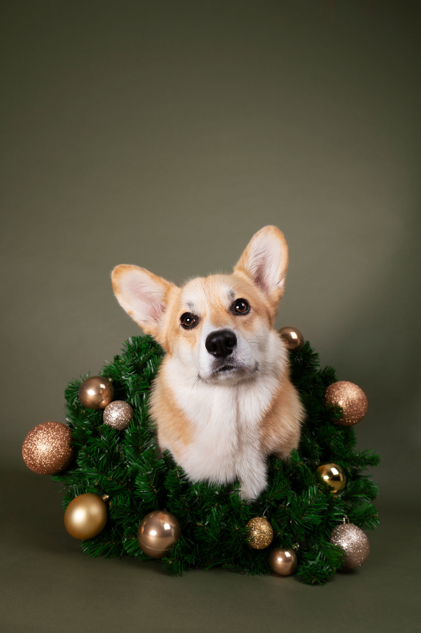 Cheddar kerstfoto